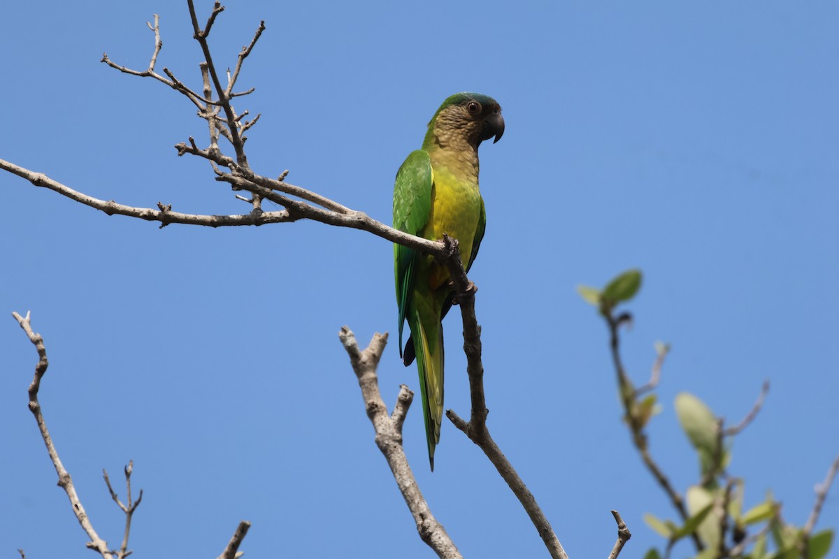 Aratinga Pertinaz - ML612633624