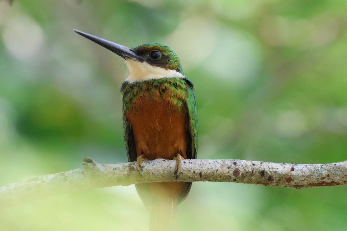 Jacamar à queue rousse - ML612633635