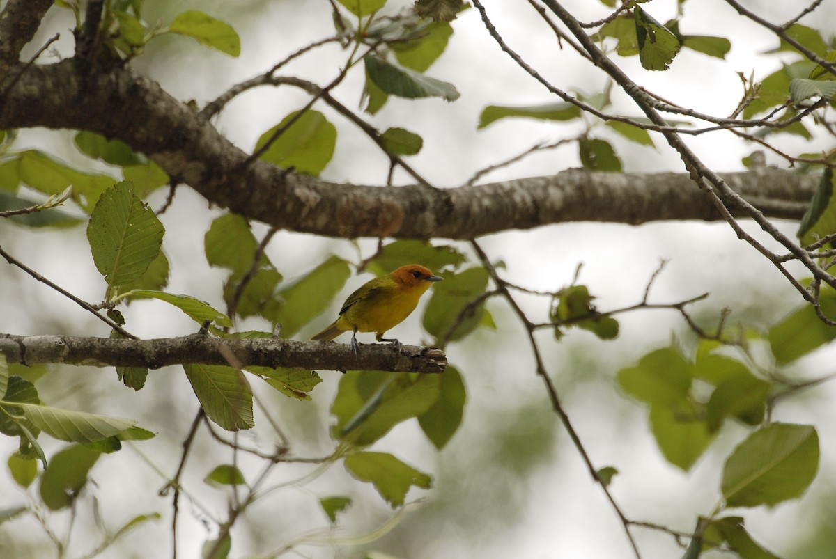 Rust-and-yellow Tanager - ML612633680