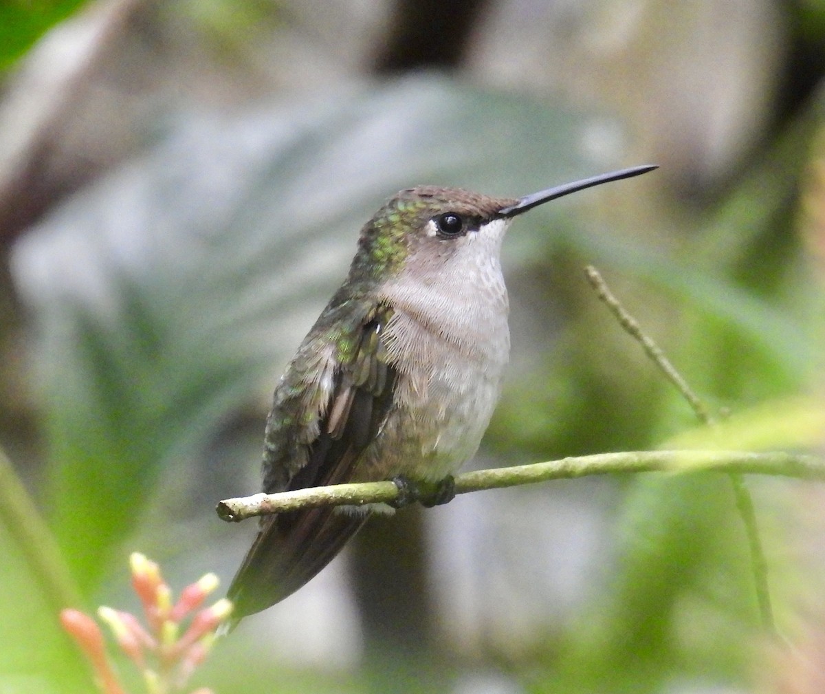 Ruby-throated Hummingbird - Van Remsen