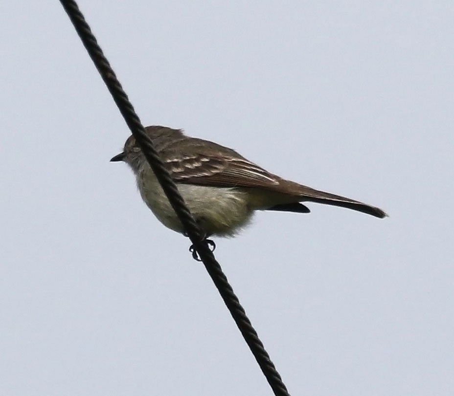 Amazonian Scrub-Flycatcher - Trevor Ellery