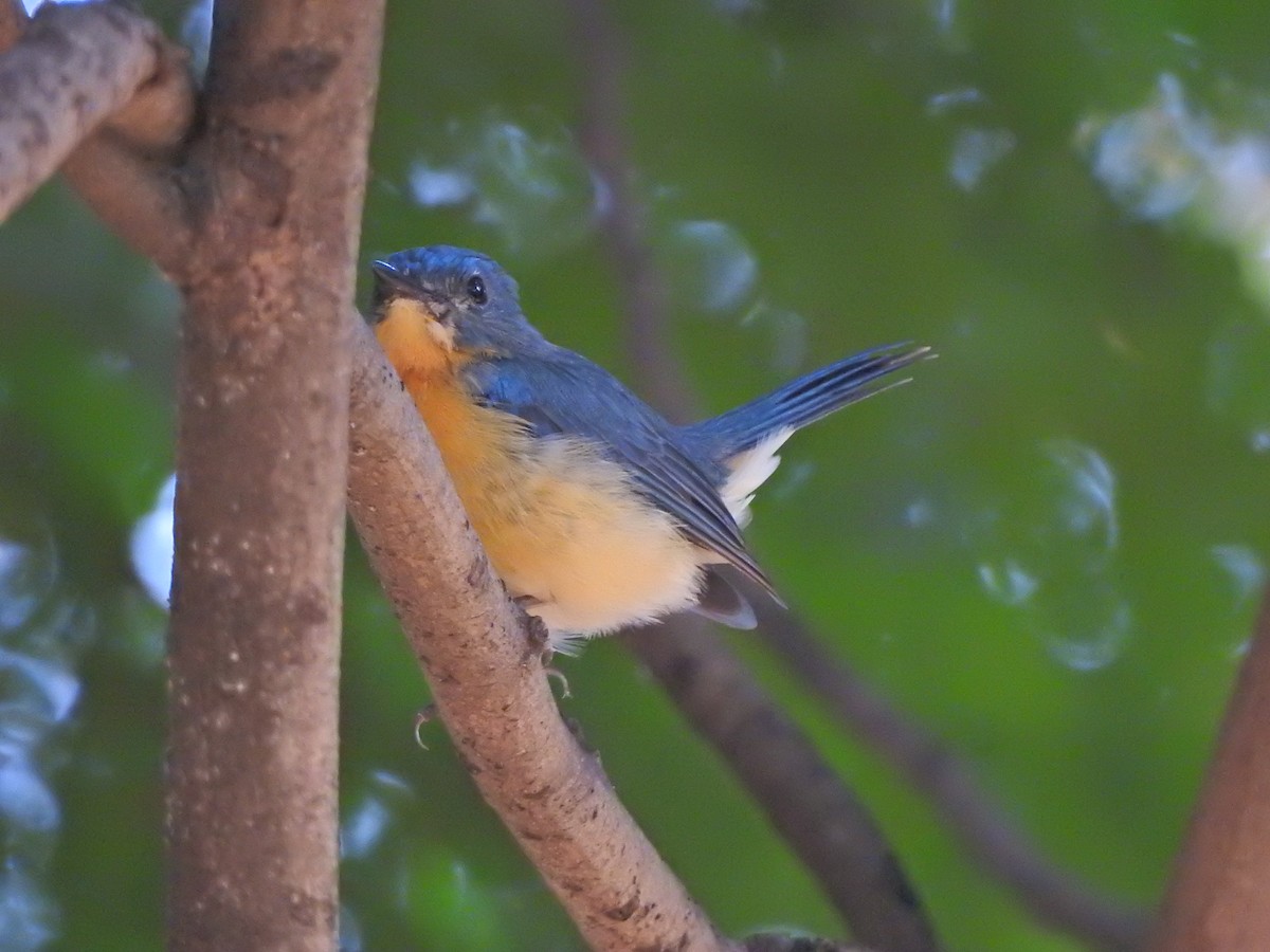 Tickell's Blue Flycatcher - Jayendra Rakesh Yeka