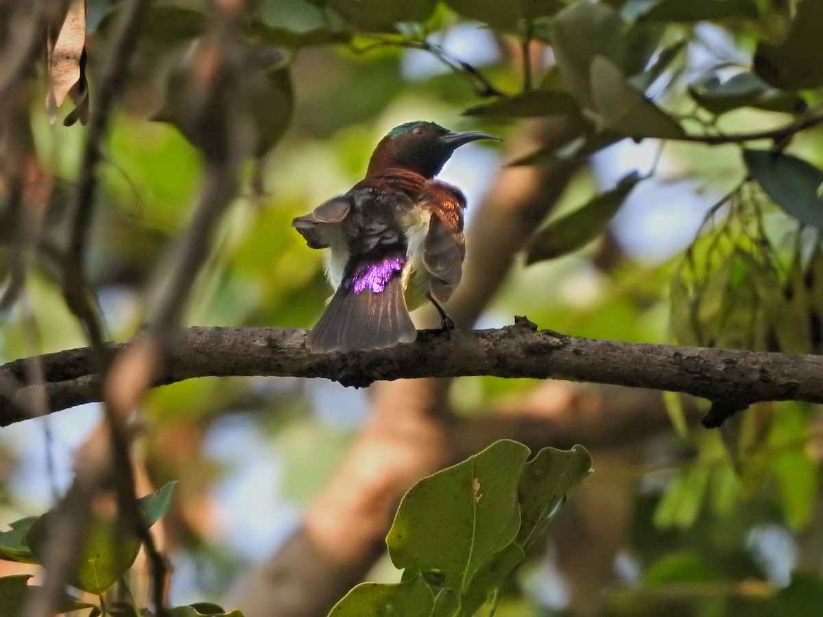 Purple-rumped Sunbird - Jayendra Rakesh Yeka