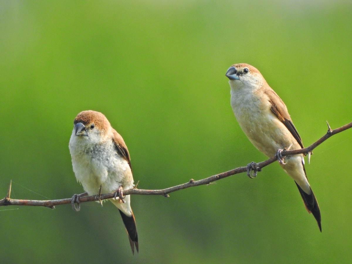 Indian Silverbill - Jayendra Rakesh Yeka