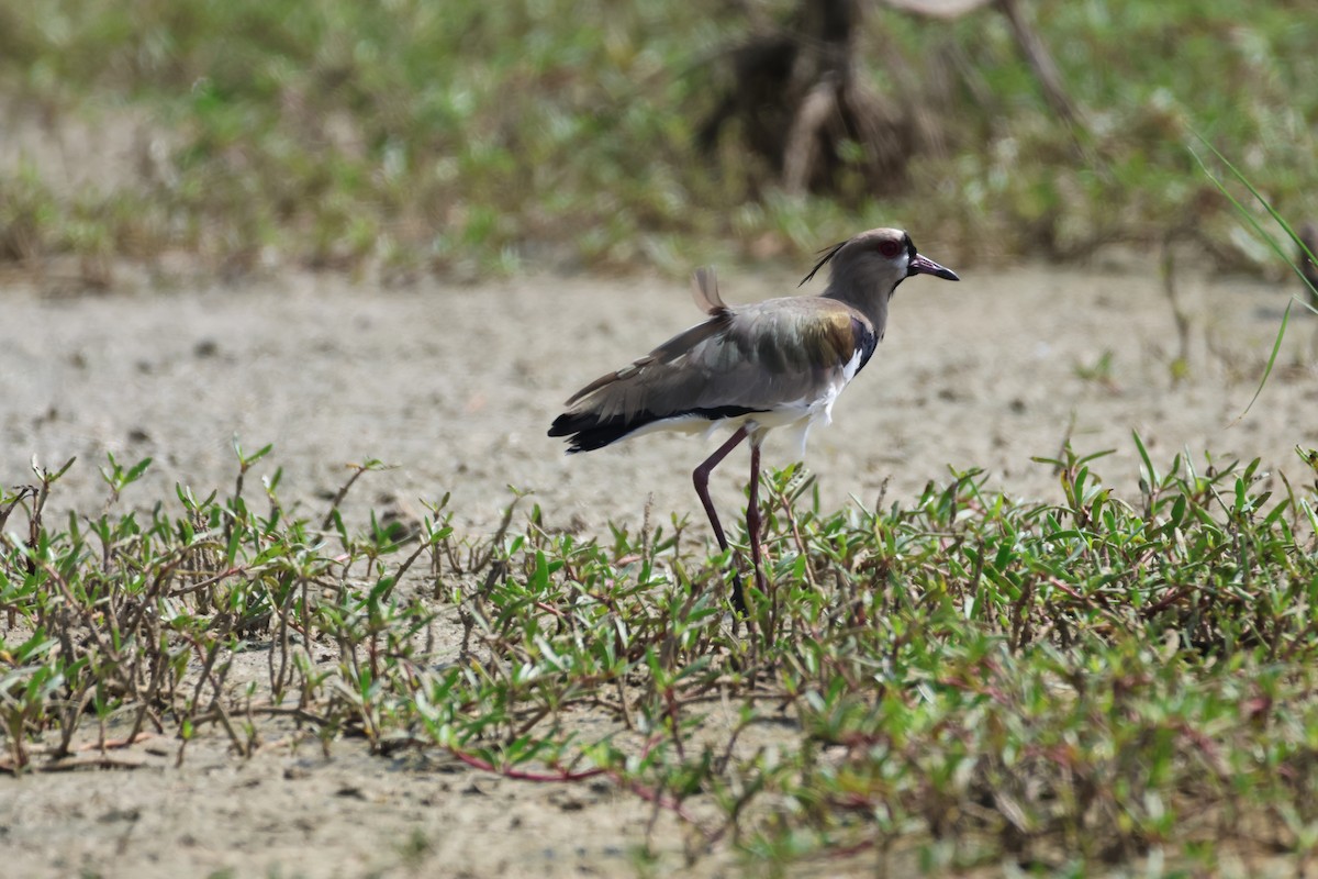 Southern Lapwing - ML612633832