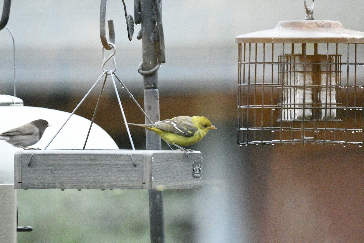 Western Tanager - ML612633874