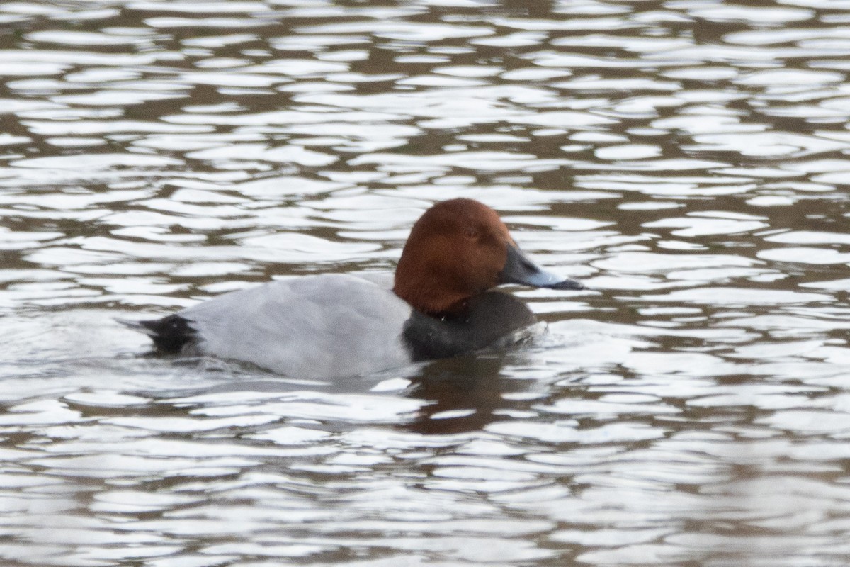 Common Pochard - ML612633890