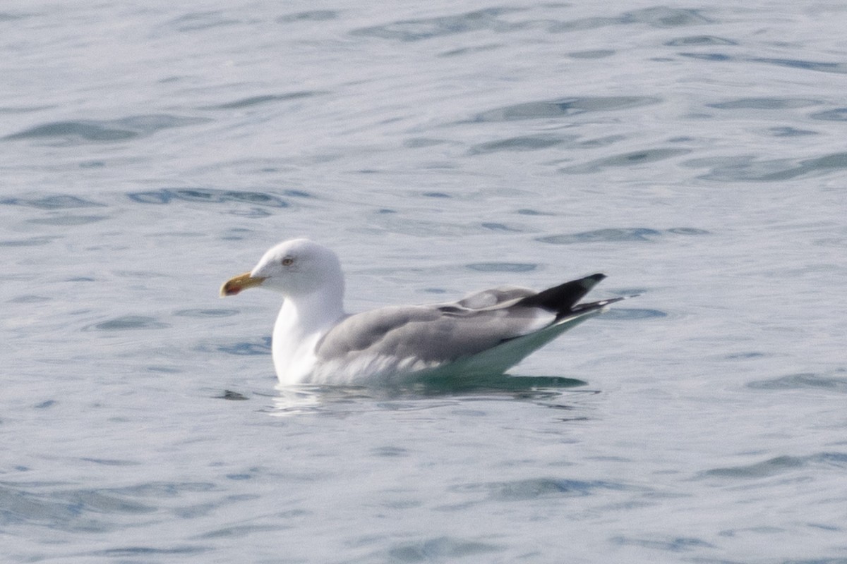 Yellow-legged Gull - Jodhan Fine