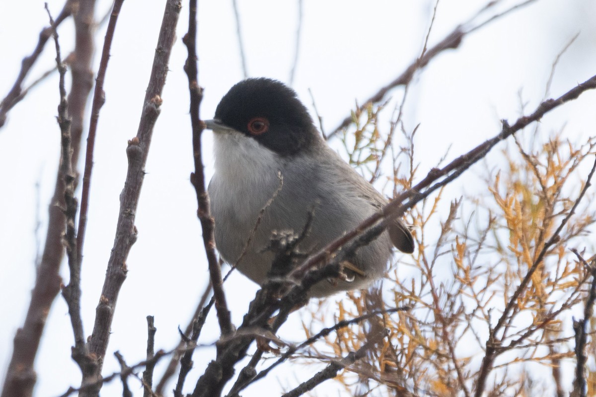 Sardinian Warbler - ML612633896