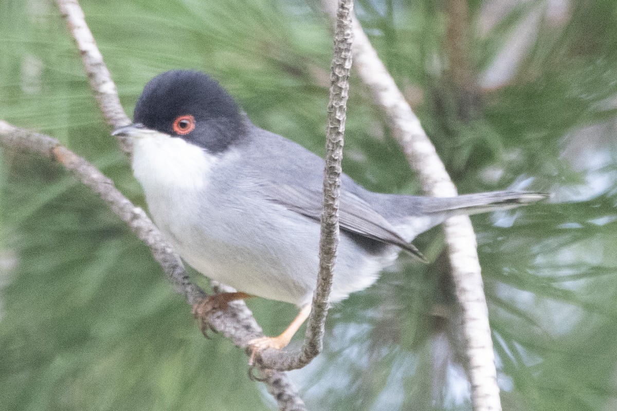 Sardinian Warbler - ML612633899