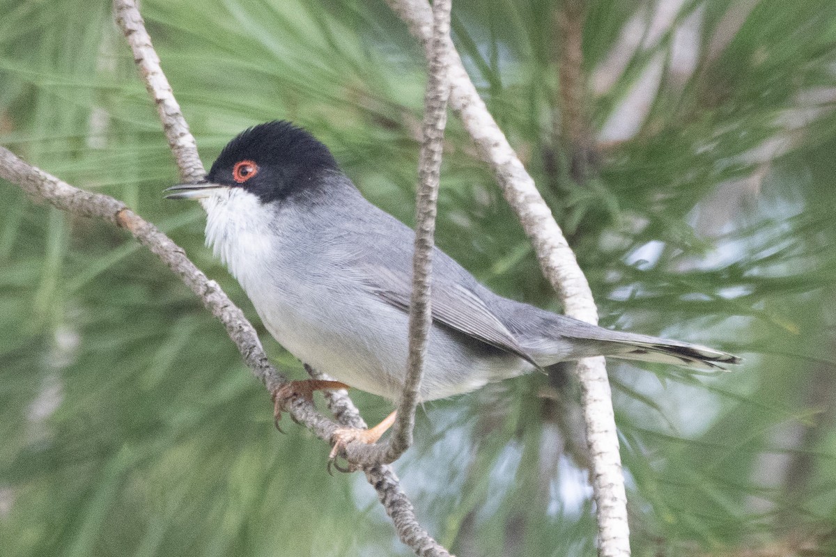 Sardinian Warbler - ML612633900