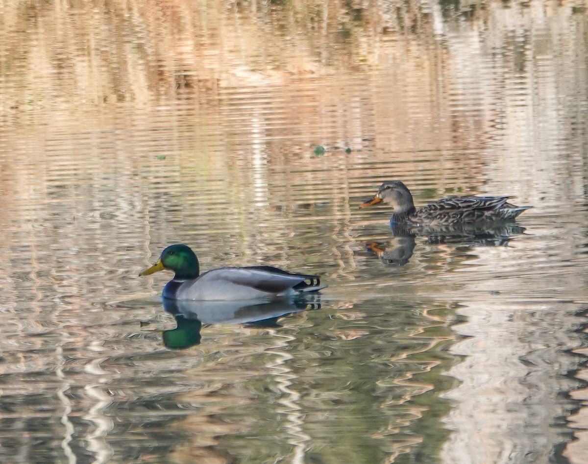 Mallard - ML612633901