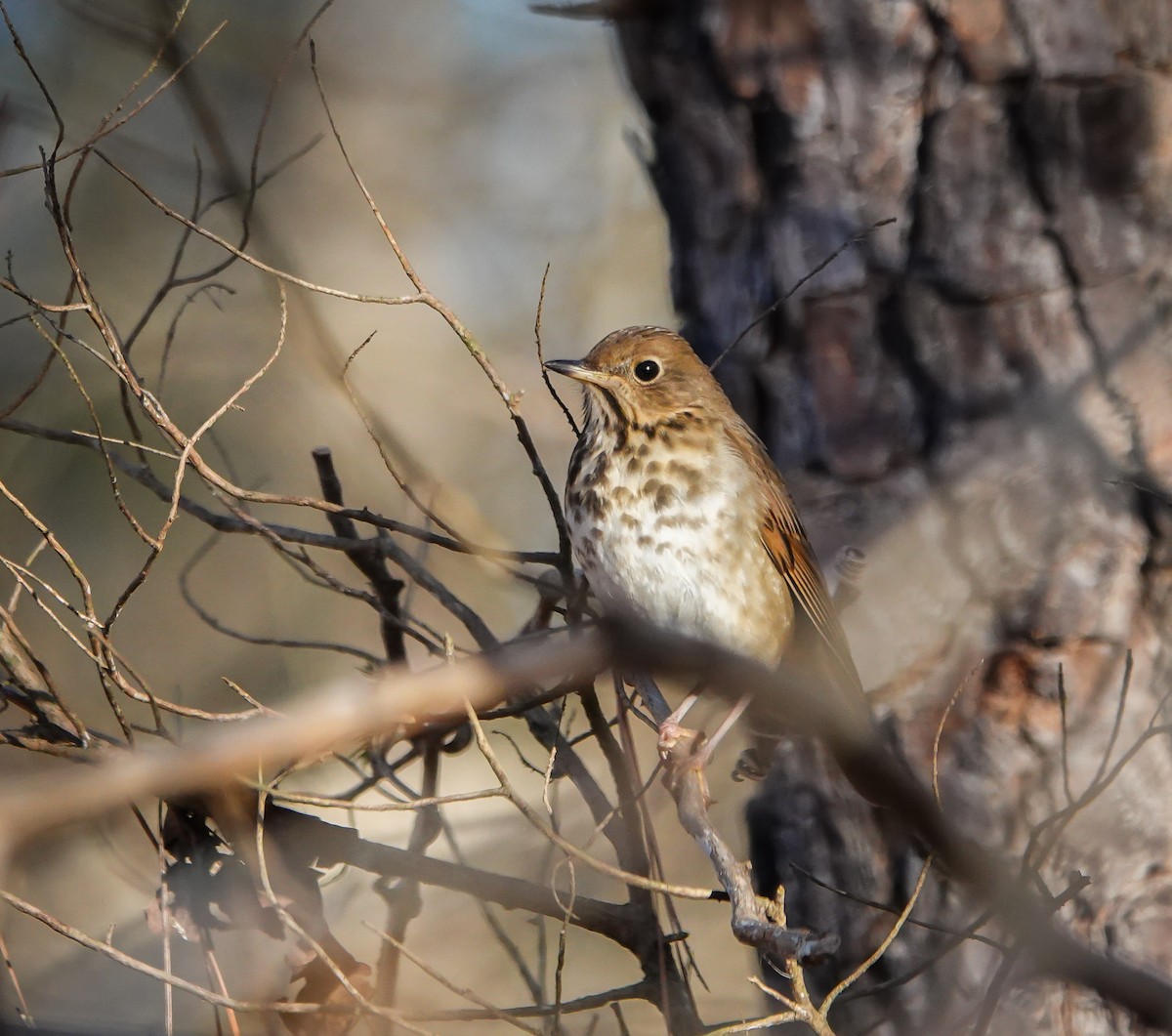 Hermit Thrush - ML612633905