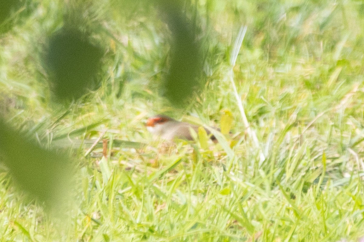 Common Waxbill - Jodhan Fine