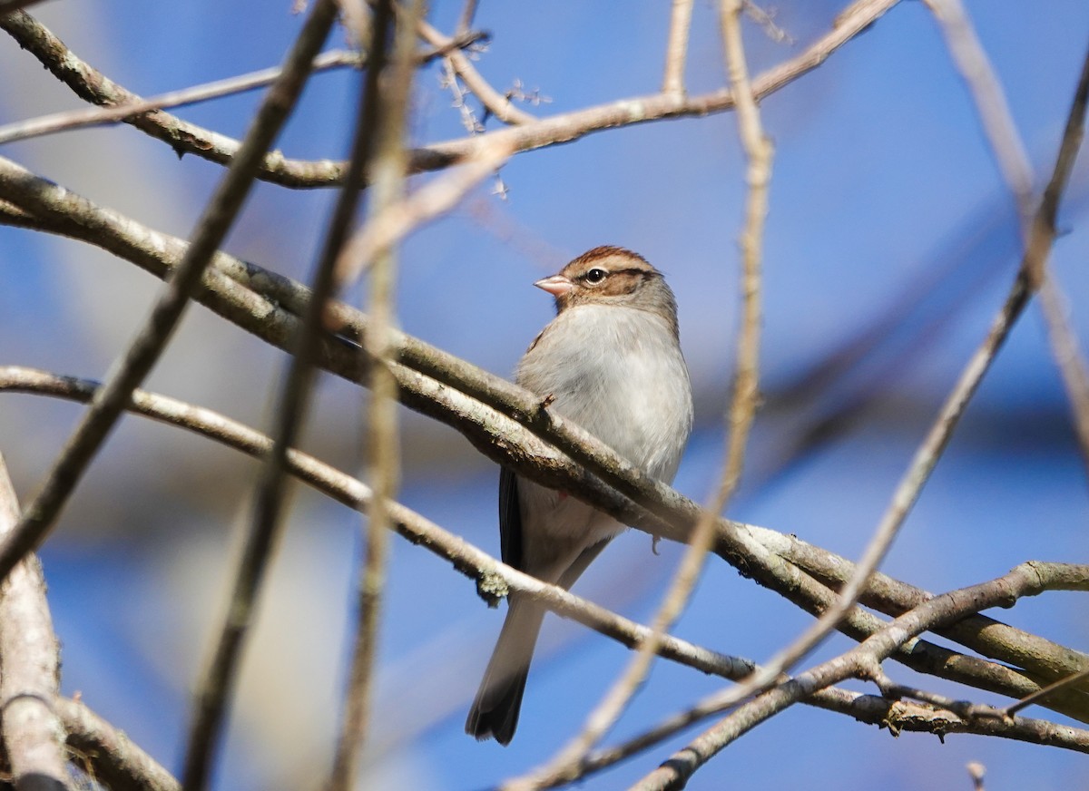 Chipping Sparrow - ML612633921