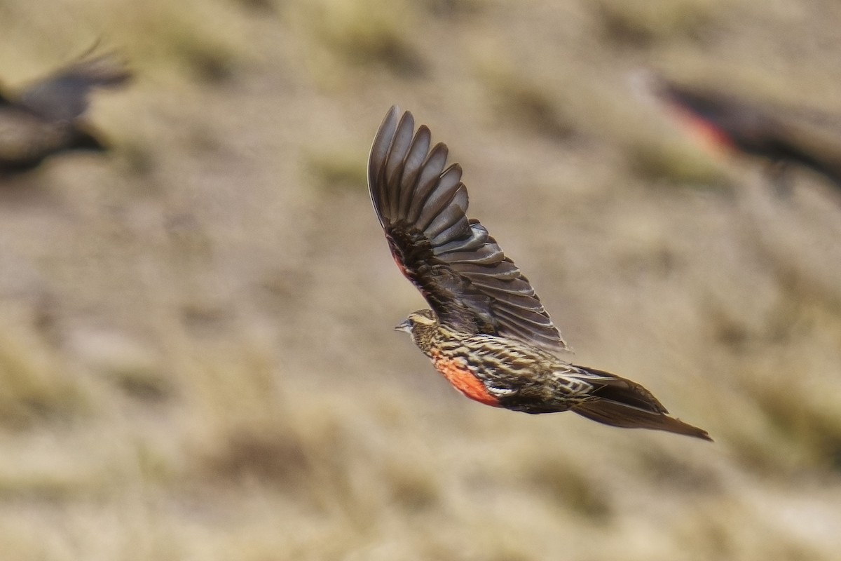 Pampas Meadowlark - ML612633949