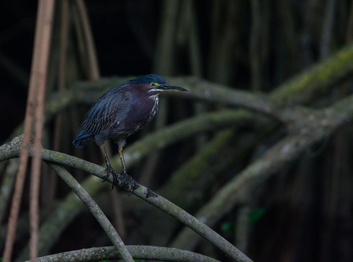 Green Heron - Daniel Ruz