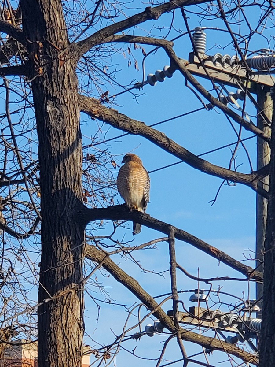 Red-shouldered Hawk - ML612634058