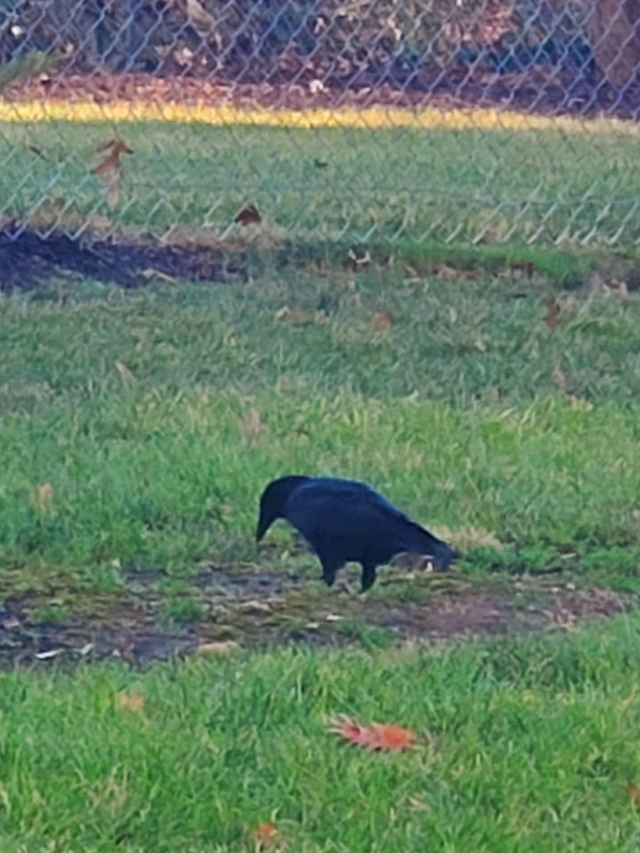 American Crow - ML612634067