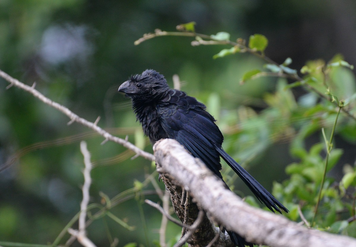 Groove-billed Ani - Daniel Ruz