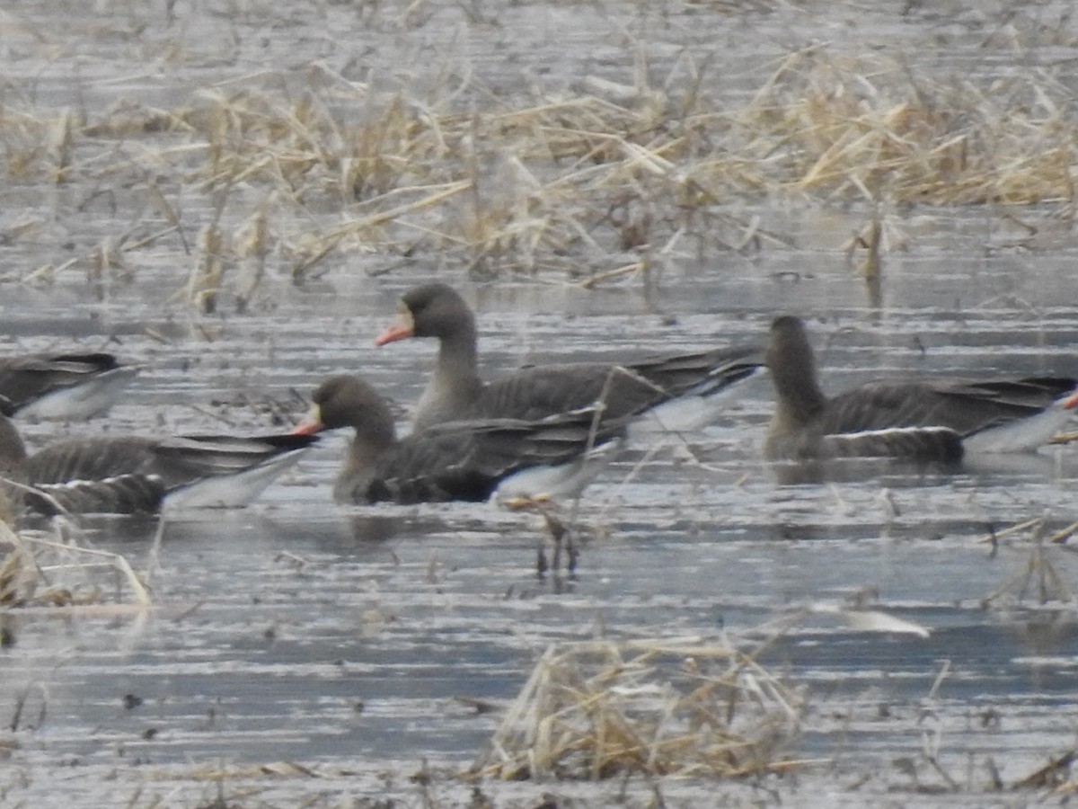 Greater White-fronted Goose - ML612634130