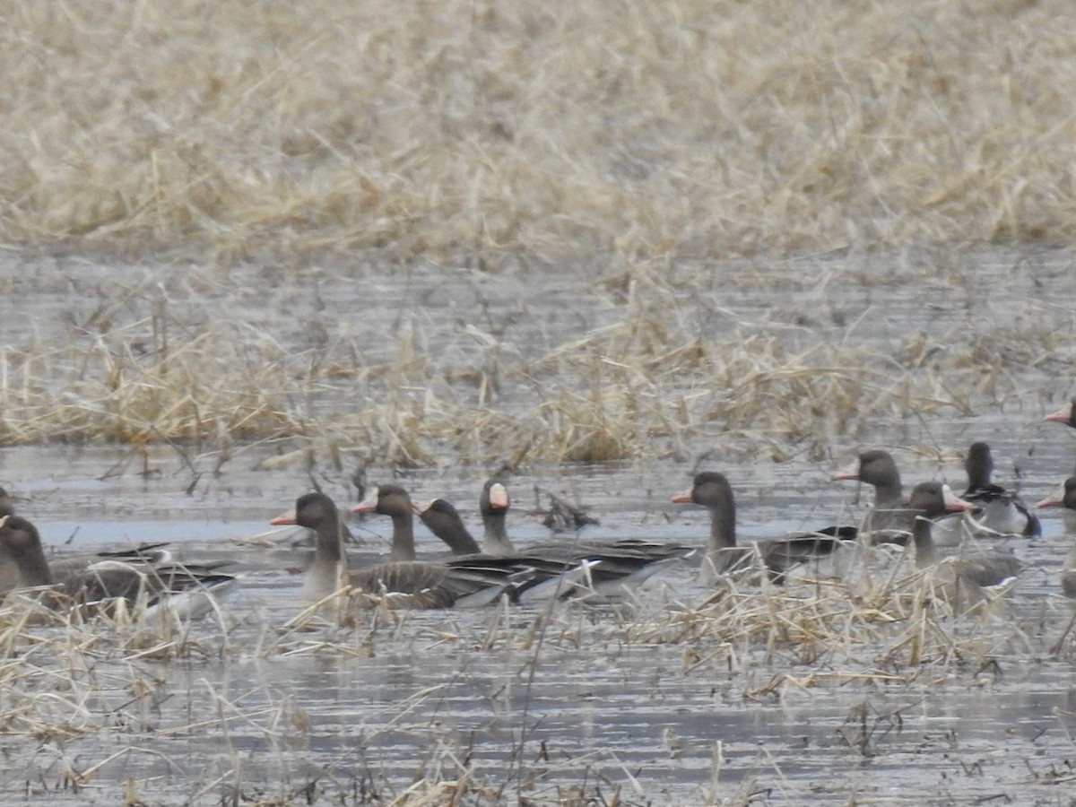 Greater White-fronted Goose - ML612634131