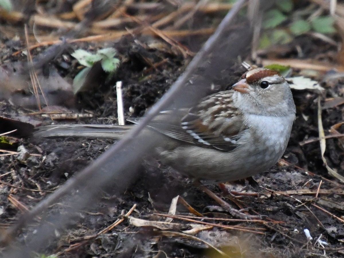 White-crowned Sparrow - ML612634259