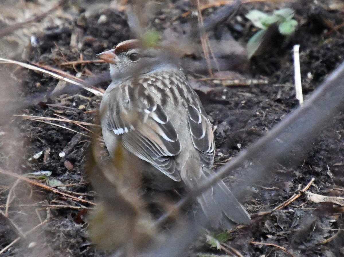 White-crowned Sparrow - Wendy Hill