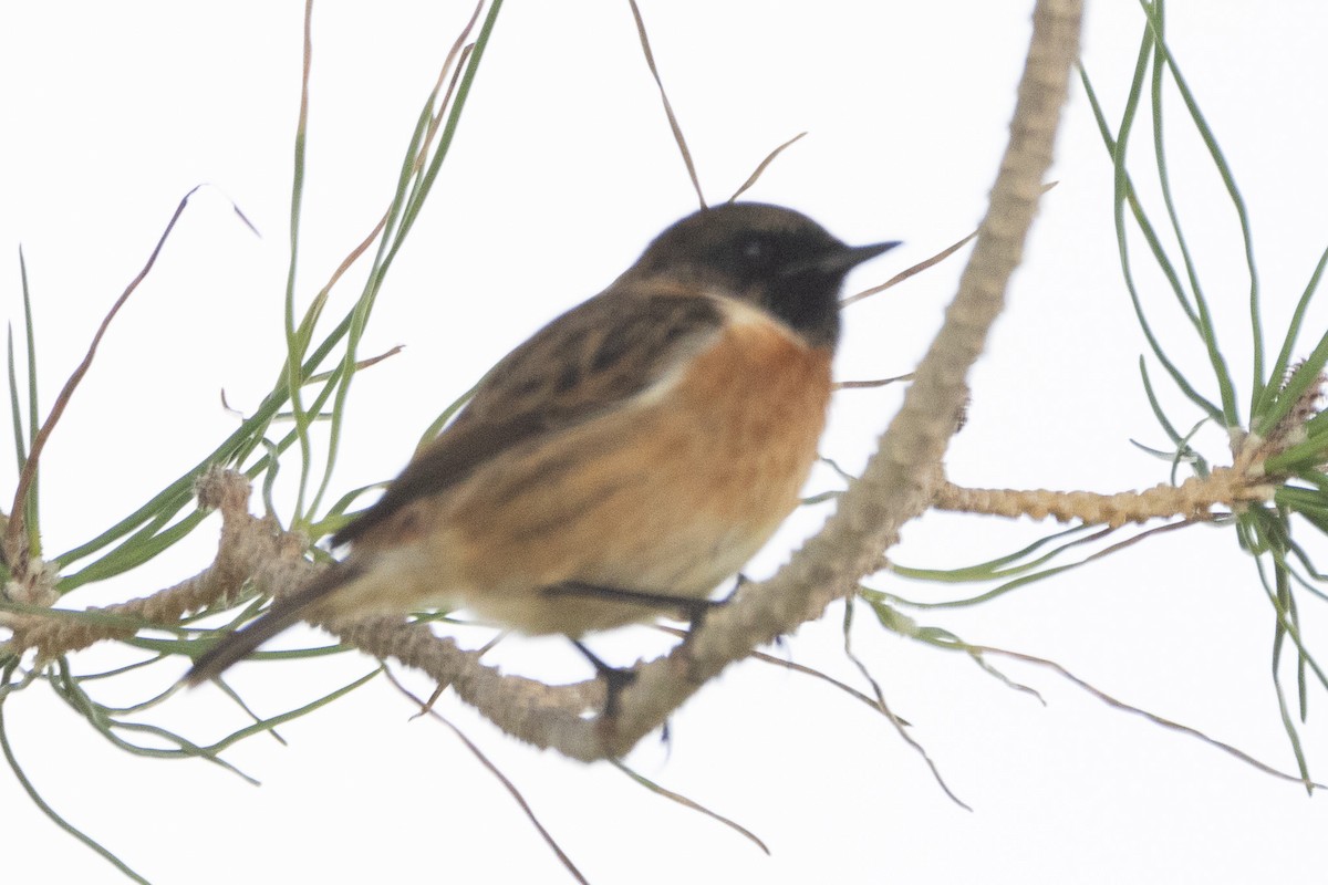 European Stonechat - ML612634314