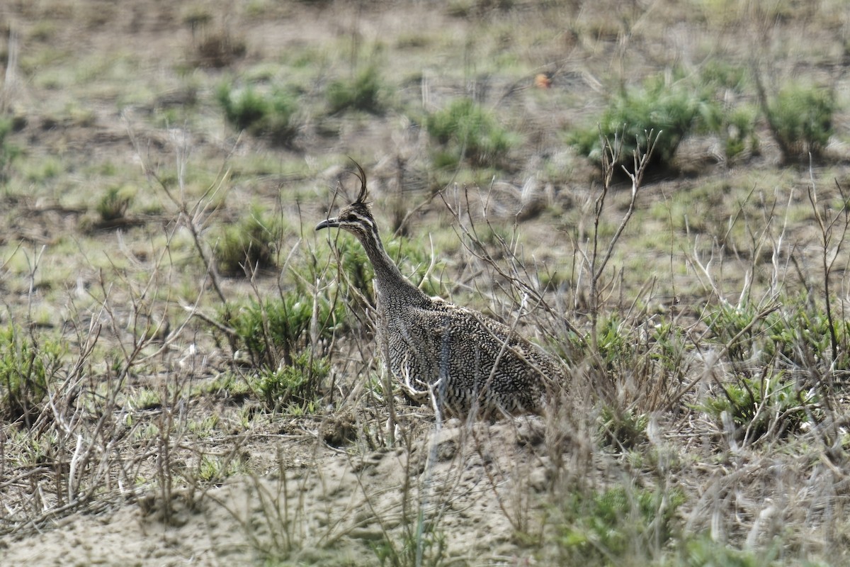 Інамбу чубатий - ML612634363