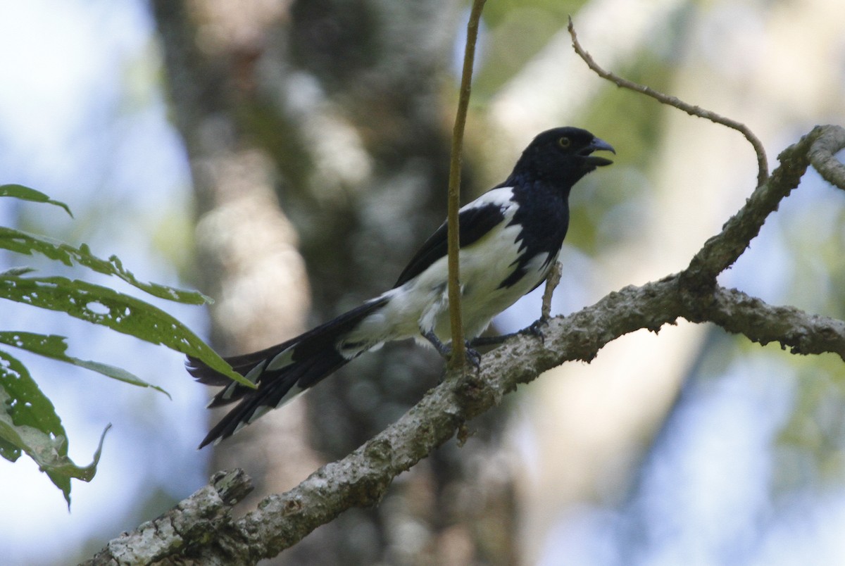 Magpie Tanager - ML612634420