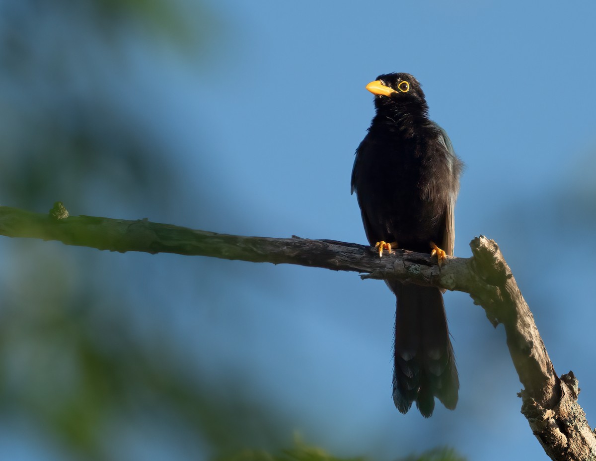 Geai du Yucatan - ML612634530