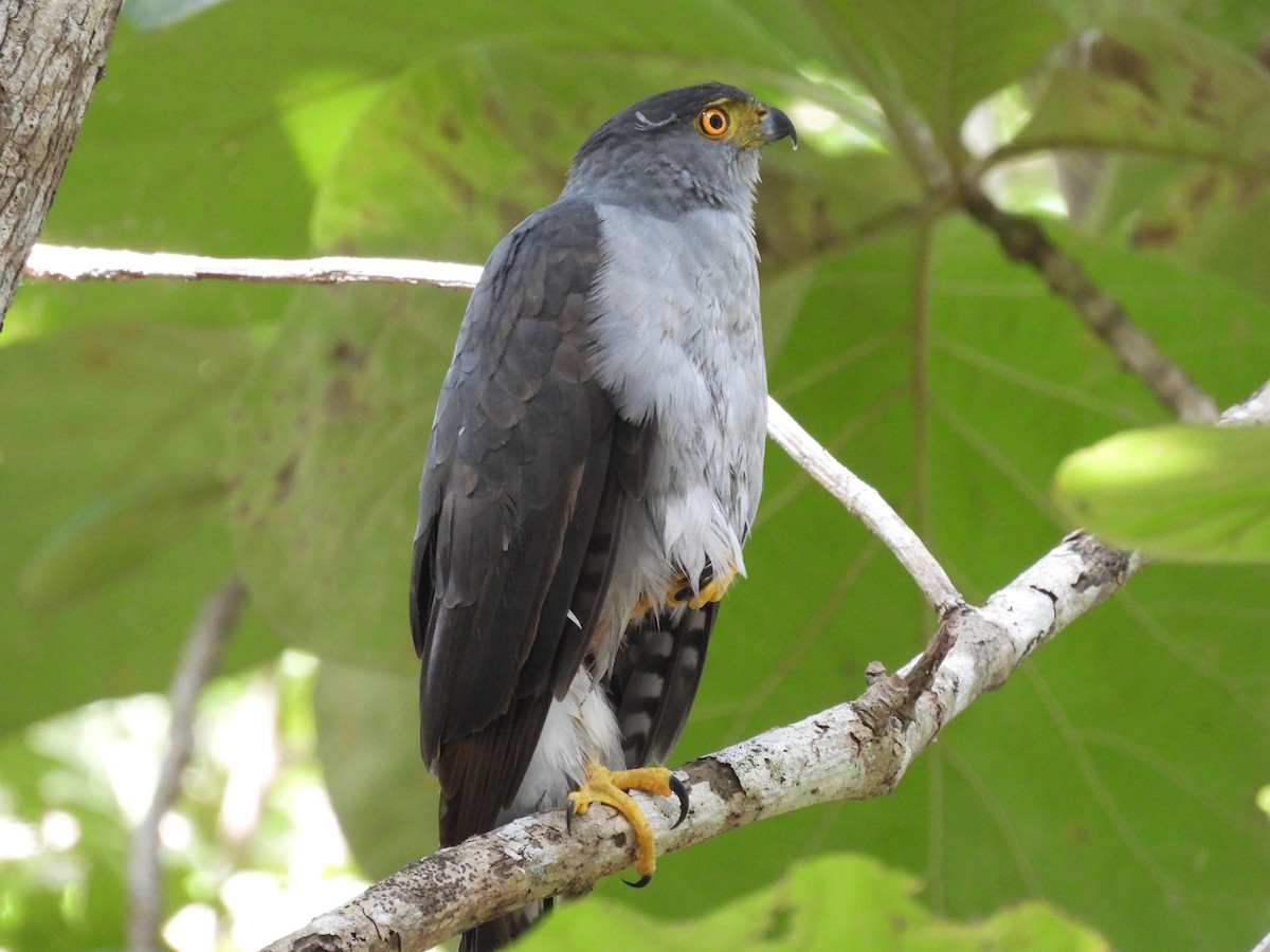 Bicolored Hawk - ML612634544