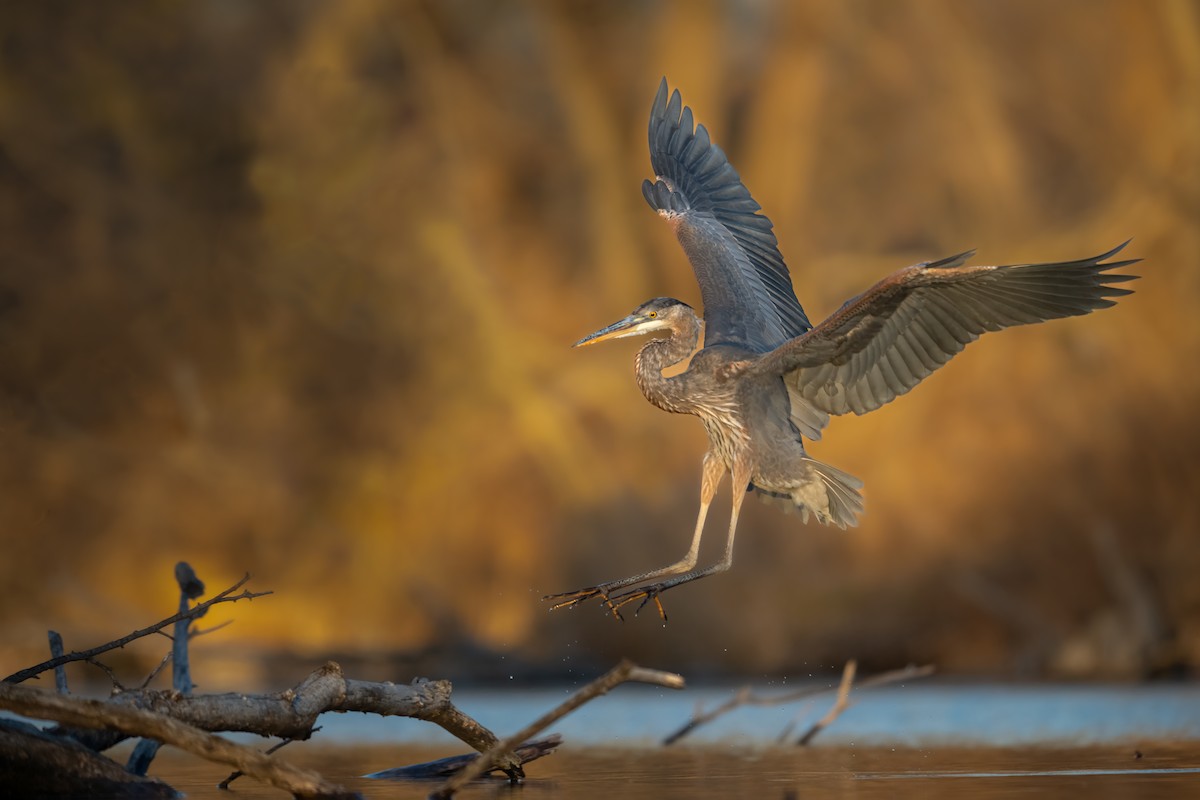 Great Blue Heron - ML612634598