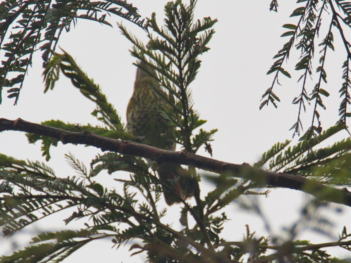 Spotted Honeyeater - Eric Carpenter