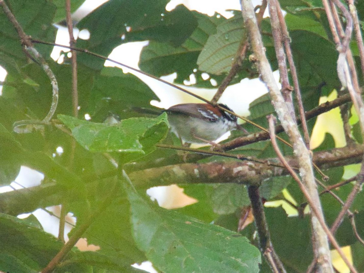 Wallace's Fairywren - ML612634671