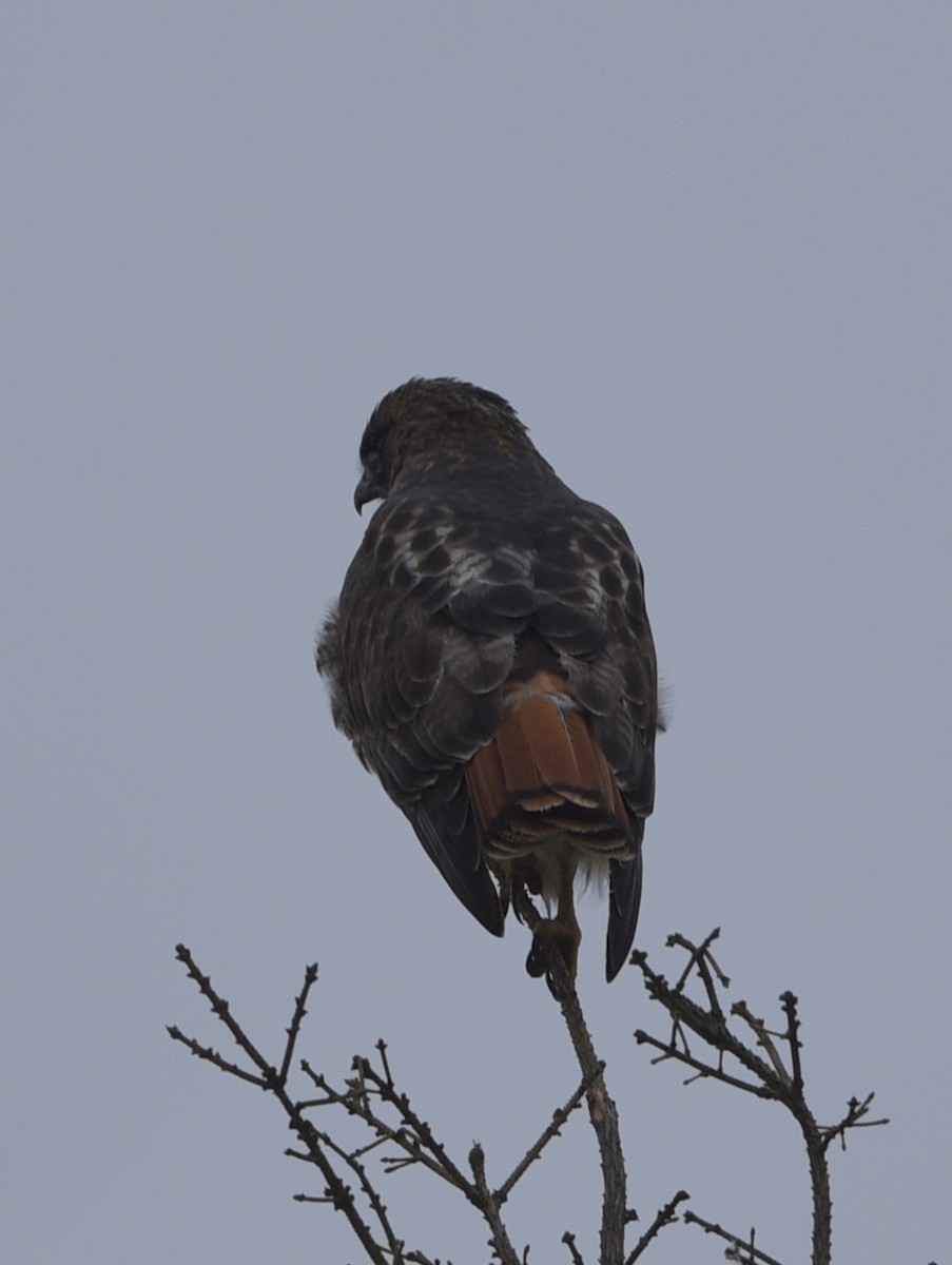 Red-tailed Hawk (abieticola) - ML612634684