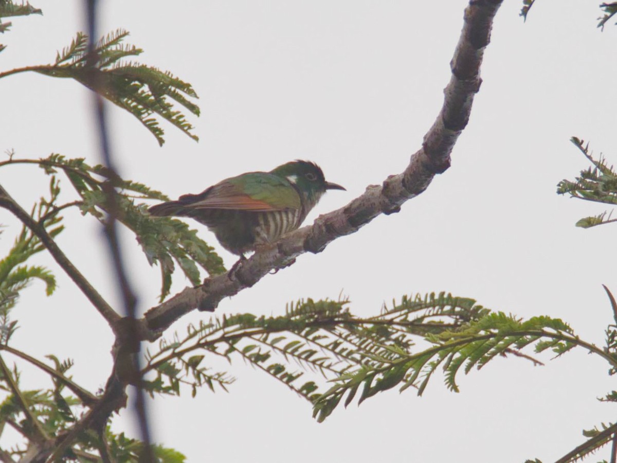 White-eared Bronze-Cuckoo - ML612634686