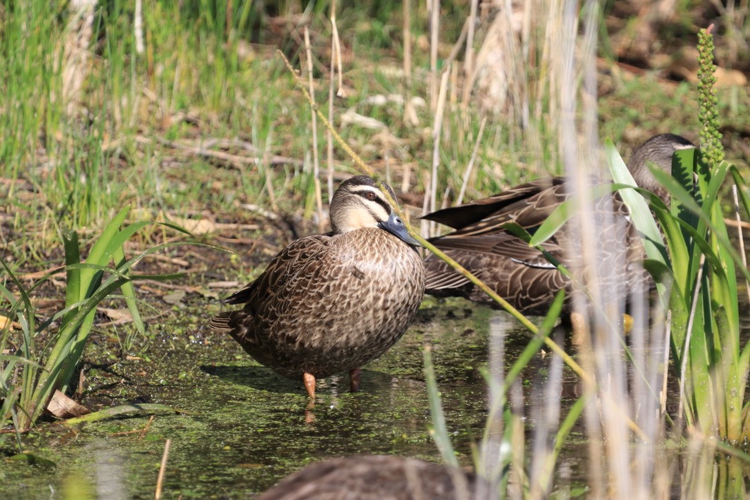 Pacific Black Duck - ML612634814