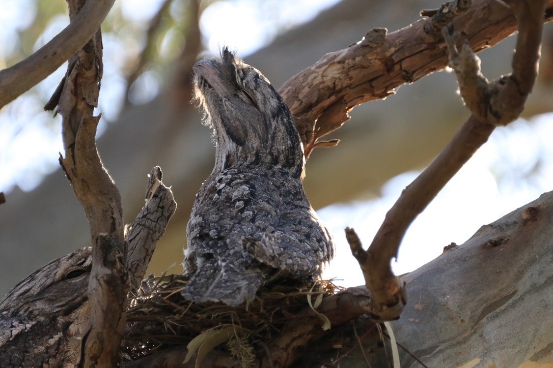 Tawny Frogmouth - Ryan Leys