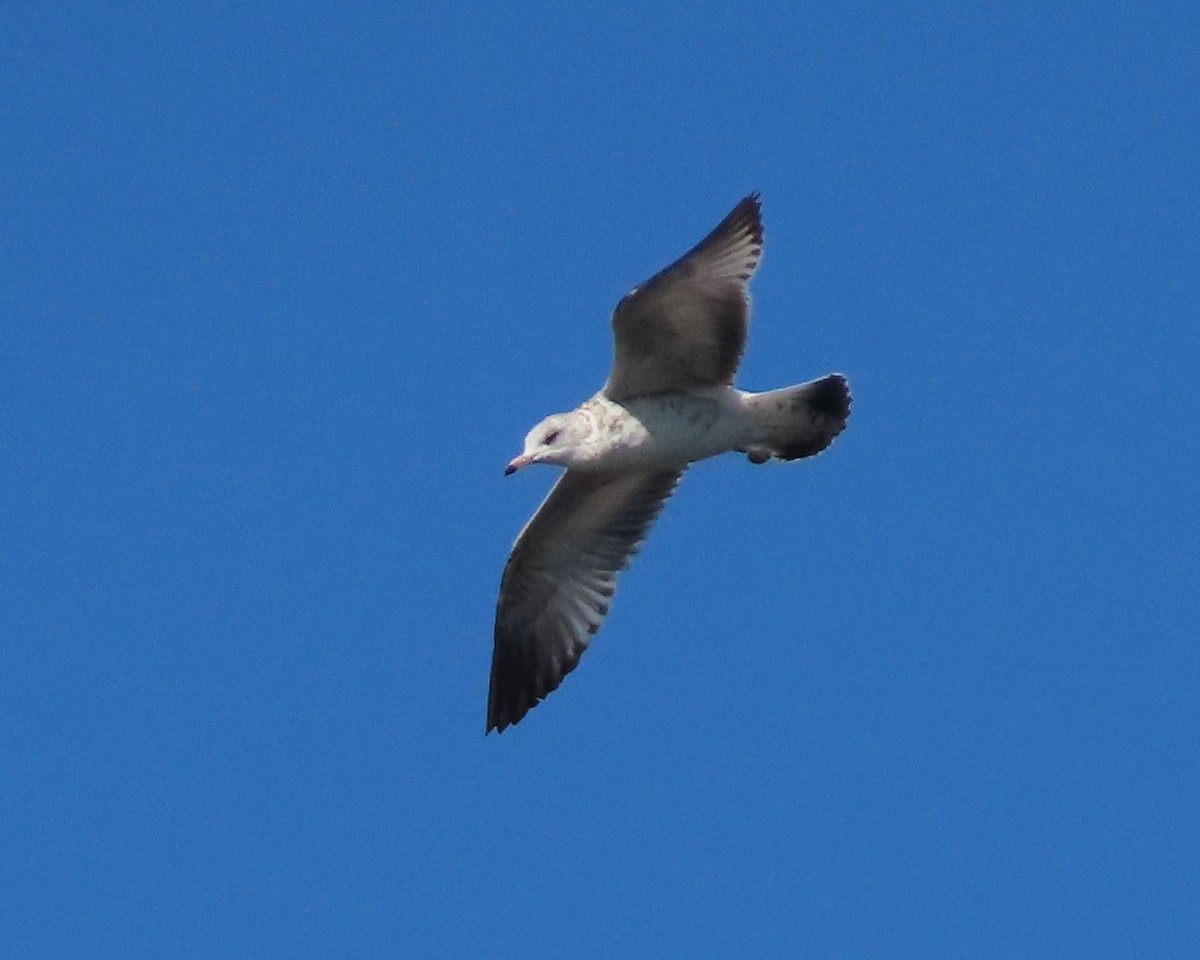 Ring-billed Gull - ML612634900