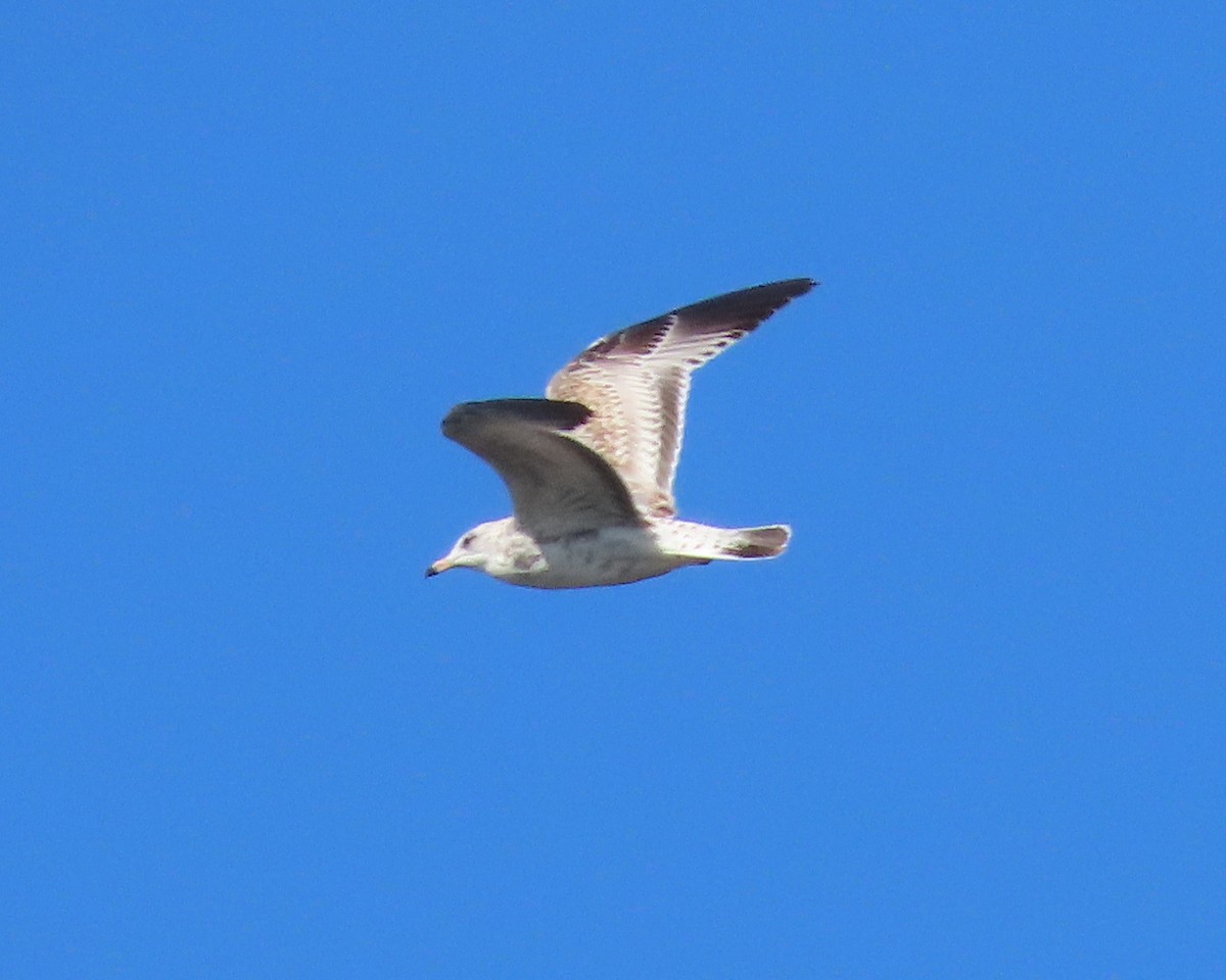 Ring-billed Gull - ML612634901
