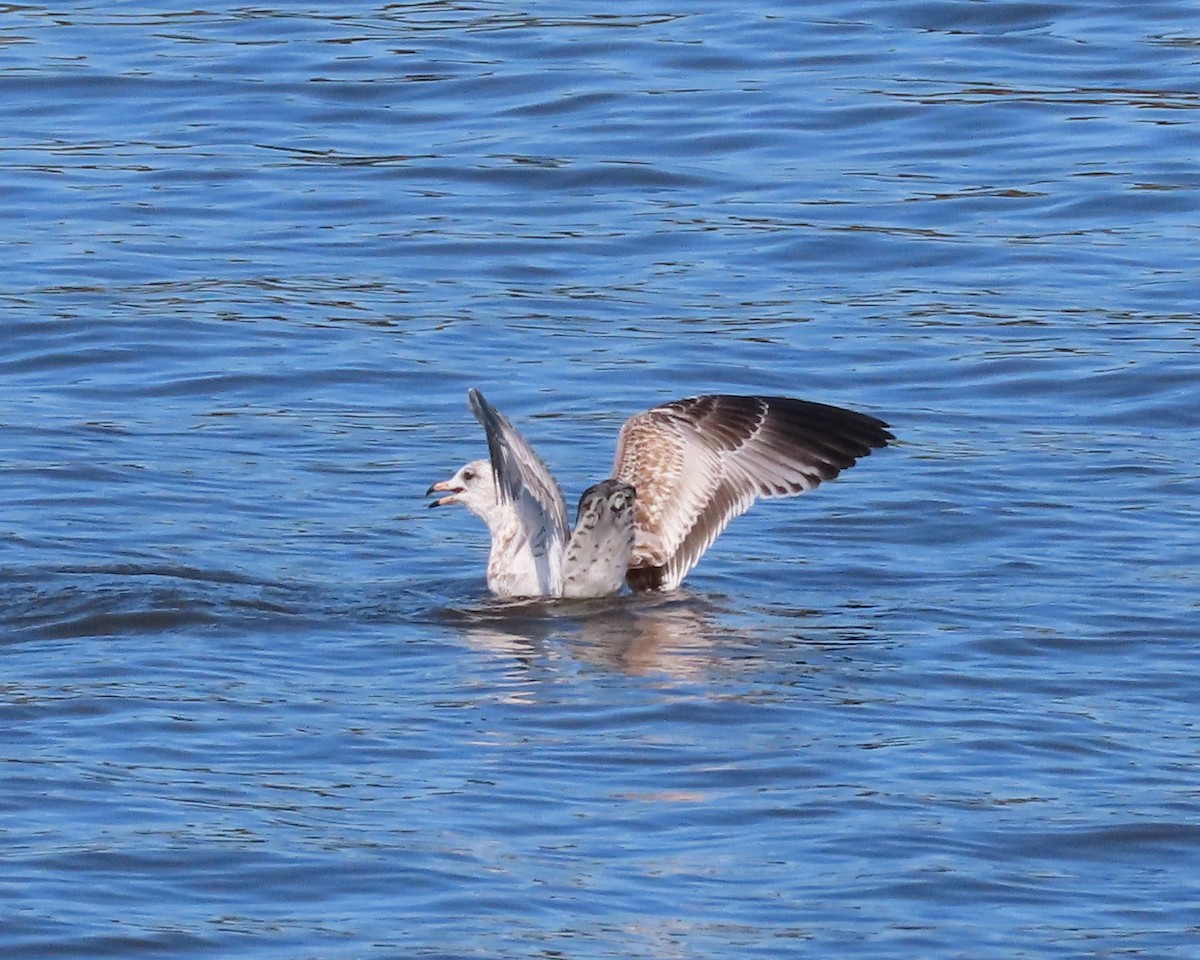 Ring-billed Gull - ML612634902