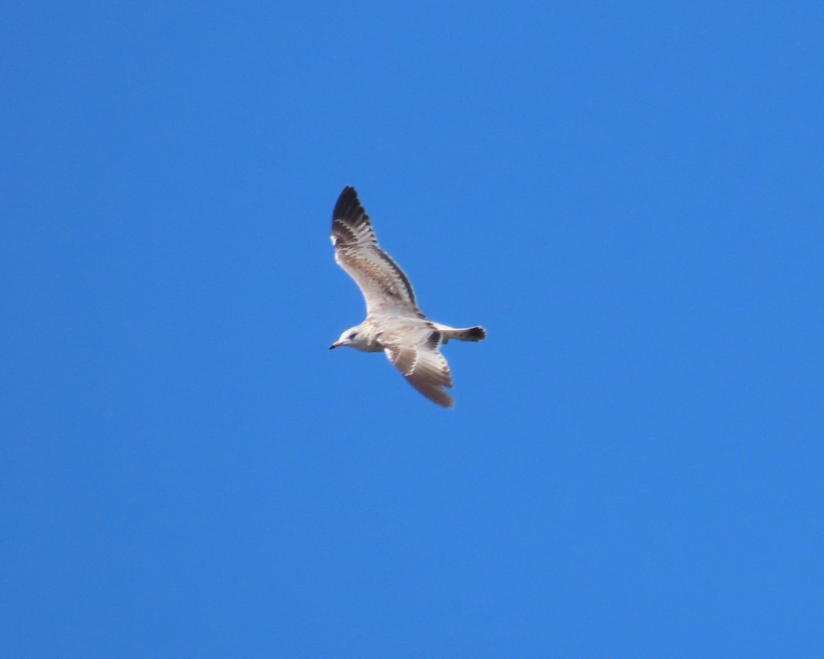Ring-billed Gull - ML612634903