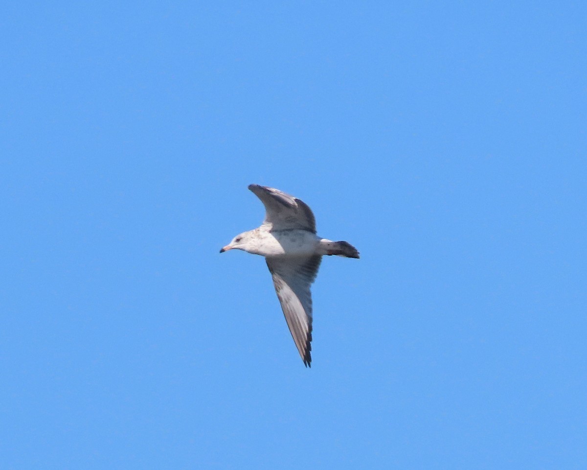 Ring-billed Gull - ML612634904