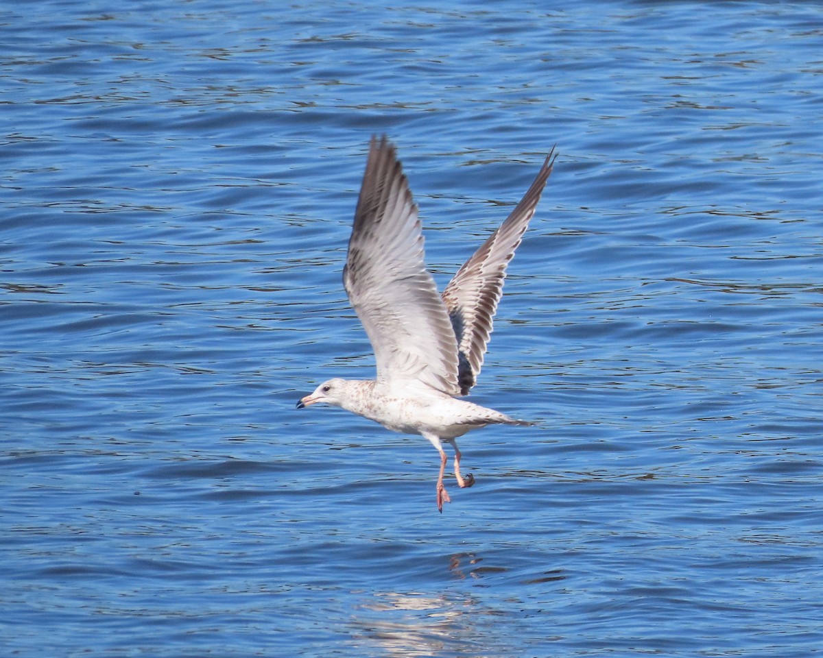 Ring-billed Gull - ML612634905