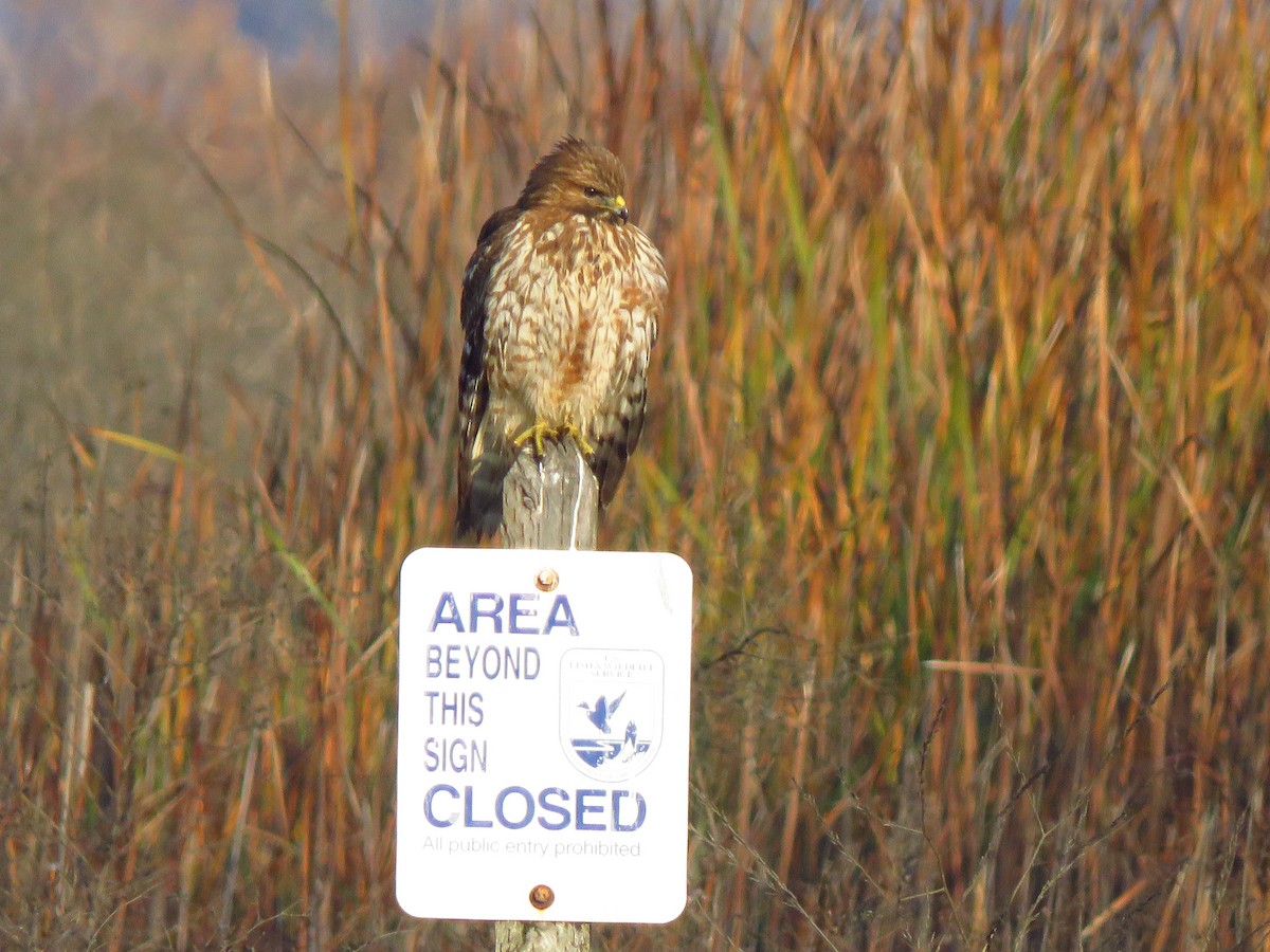 Red-shouldered Hawk - ML612634921