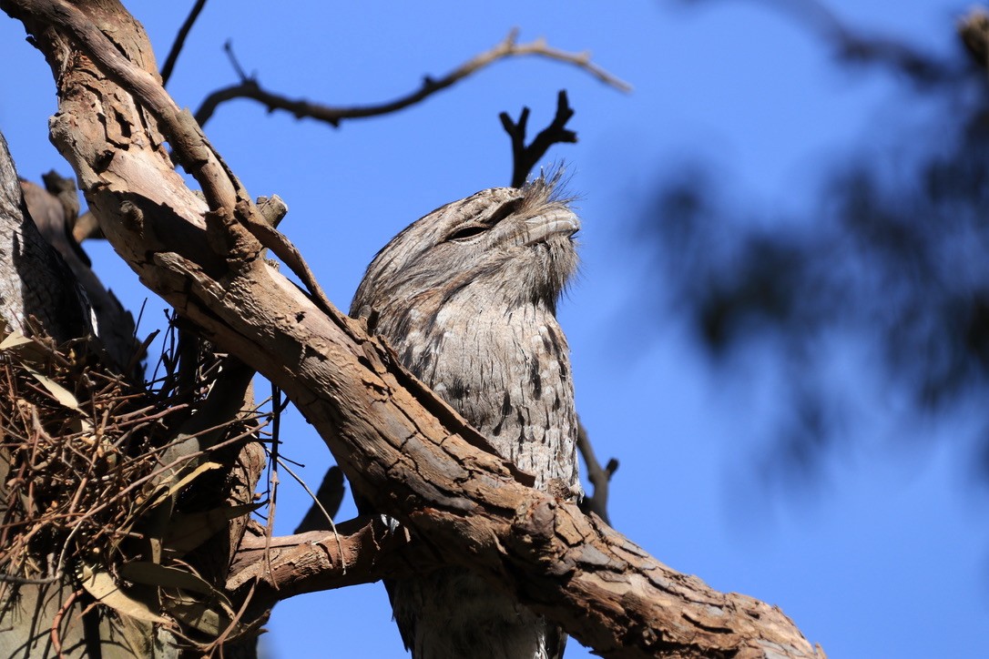 Tawny Frogmouth - ML612634940