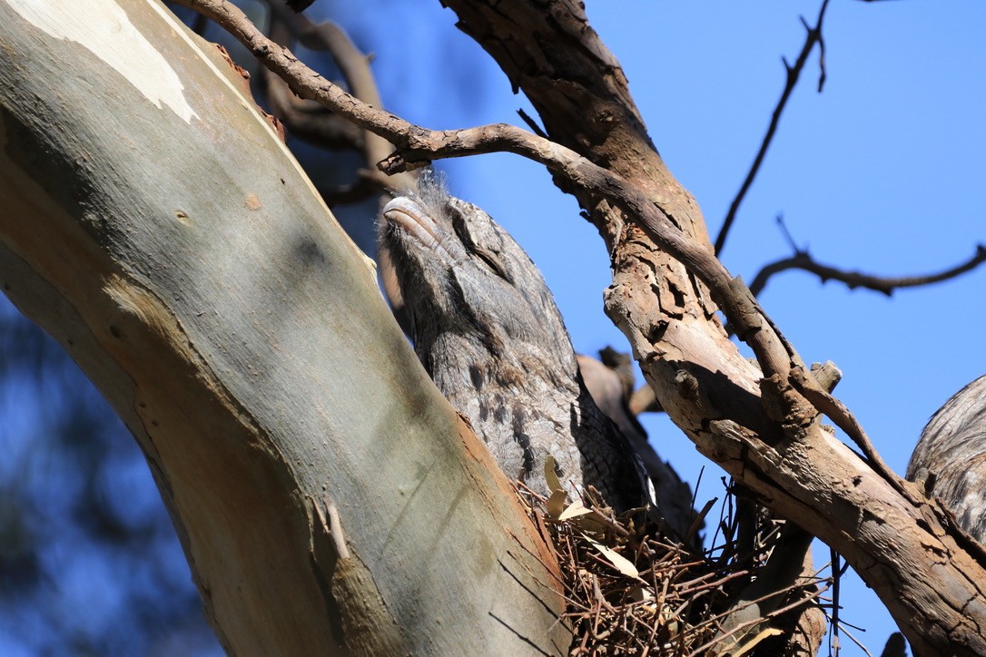 Tawny Frogmouth - ML612634957