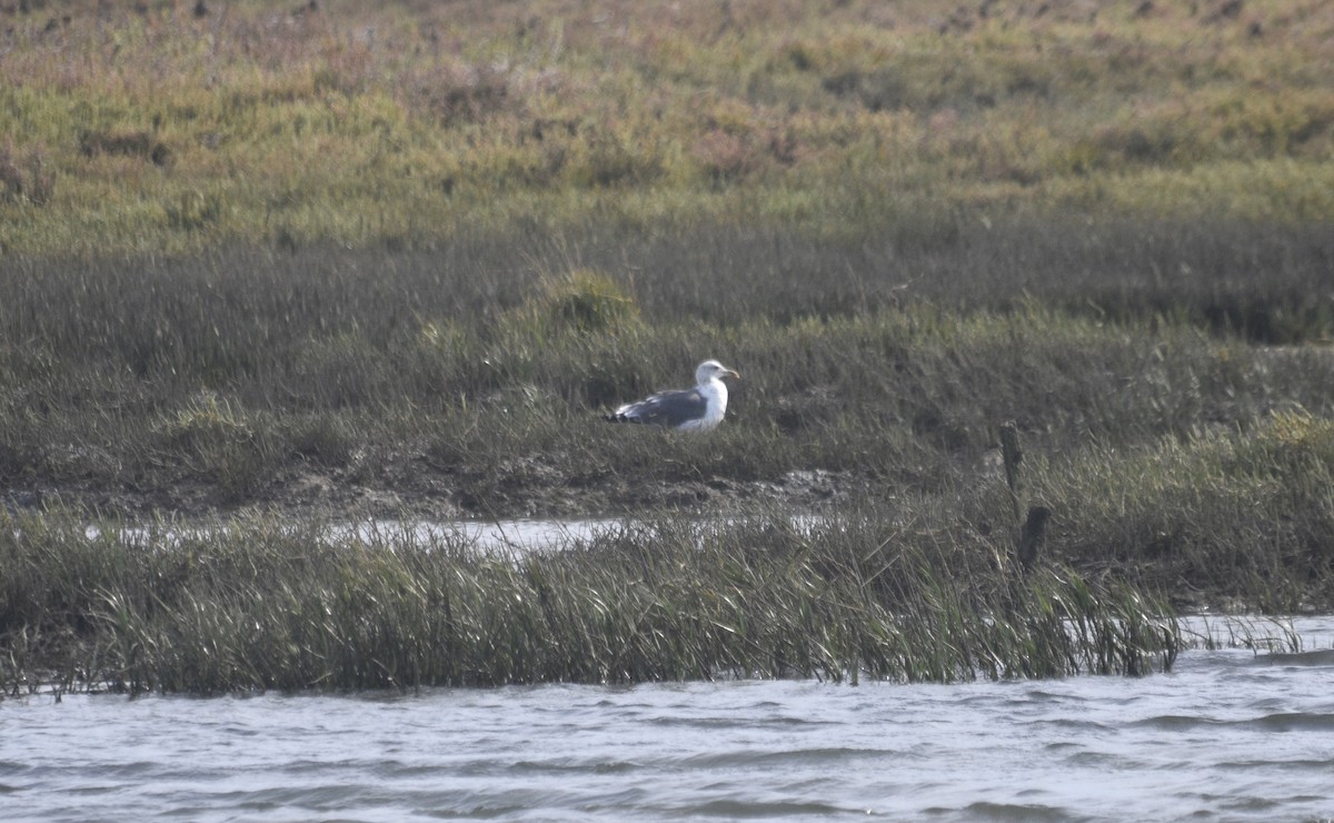 Yellow-legged/Lesser Black-backed Gull - ML612634979